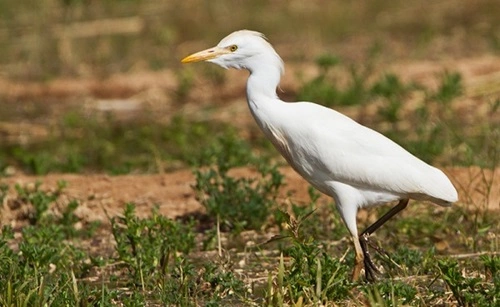 Cattle Egret (Bubulcus ibis)