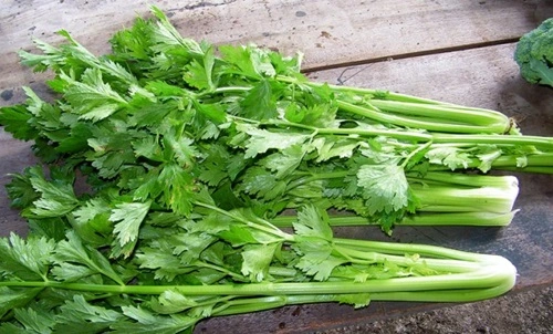 Celery