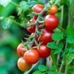 Cherry Tomato