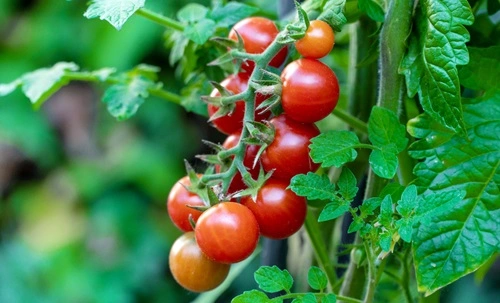 Cherry Tomato