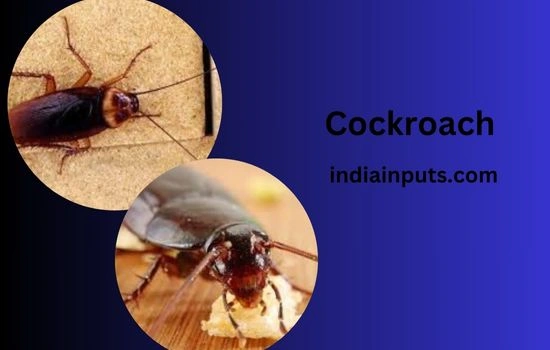 Cockroach