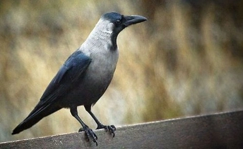 Common Crow (Corvus splendens)