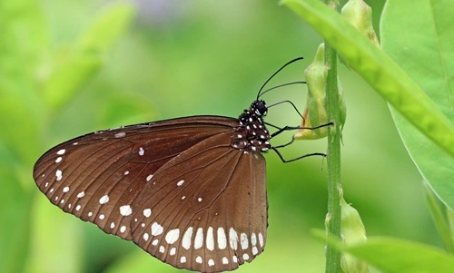 Common Crow (Euploea core)