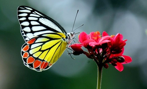 Common Jezebel (Delias eucharis)