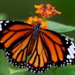 Common Tiger (Danaus genutia)