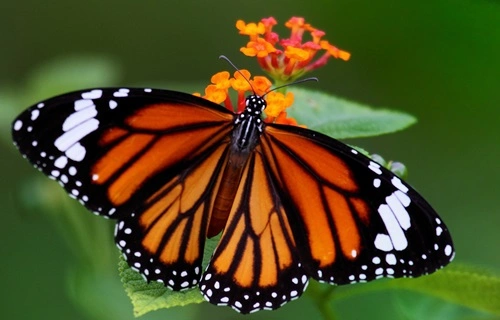 Common Tiger (Danaus genutia)