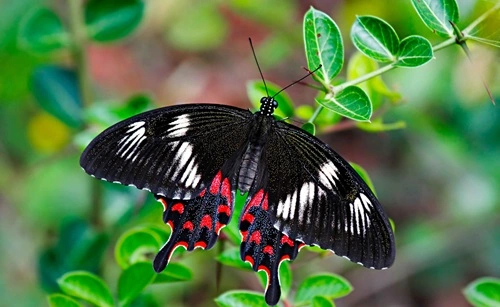 Crimson Rose (Pachliopta hector)