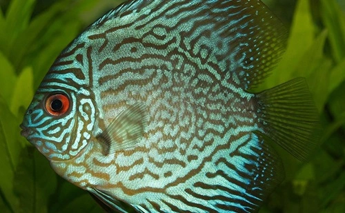 Discus Fish (Symphysodon aequifasciatus)