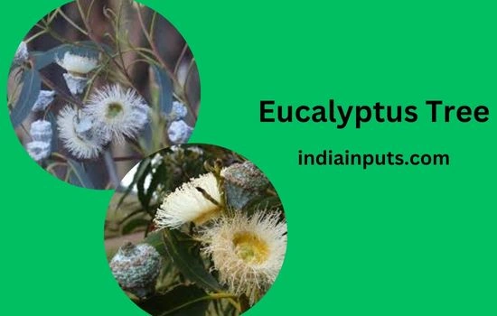 Eucalyptus Tree