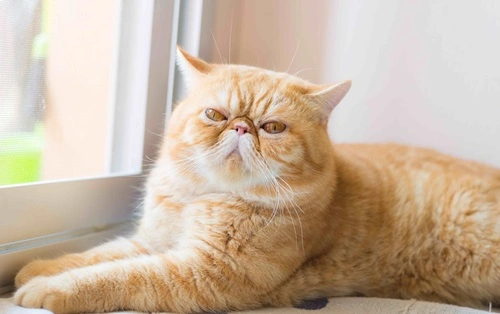 Exotic Shorthair