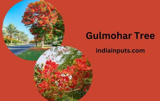 Gulmohar Tree