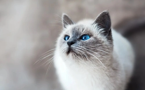 Himalayan Cat