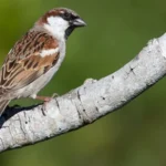 House Sparrow (Passer domesticus)