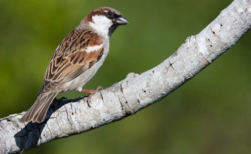 House Sparrow (Passer domesticus)