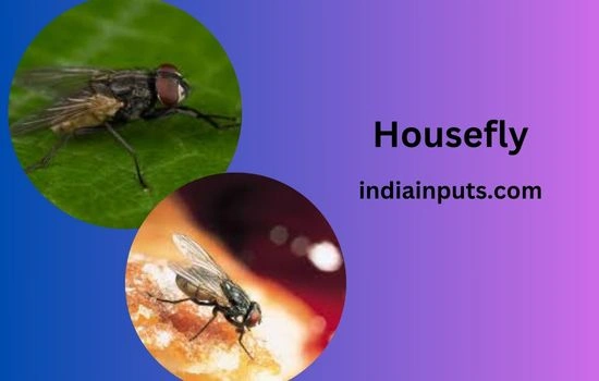 Housefly