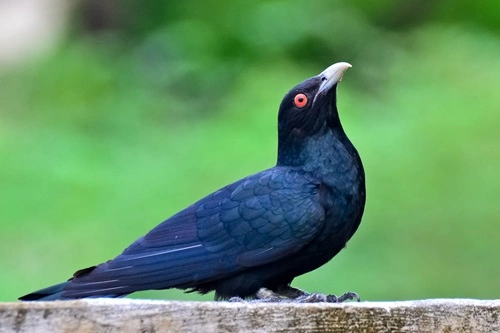 Indian Koel (Eudynamys scolopaceus)