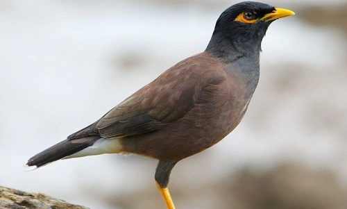 Indian Mynah (Acridotheres tristis)