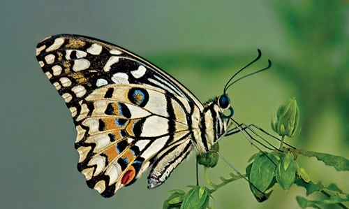 Lime Butterfly (Papilio demoleus)