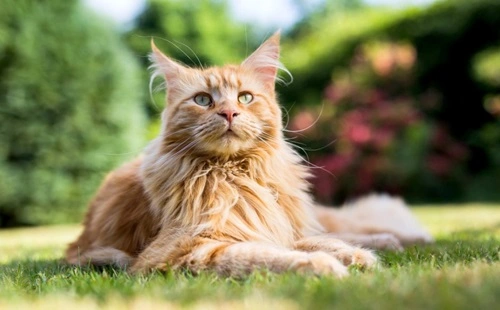 Maine Coon