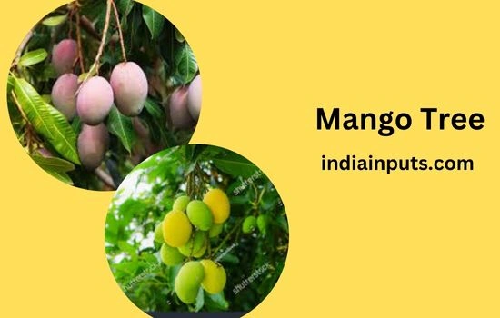 Mango Tree