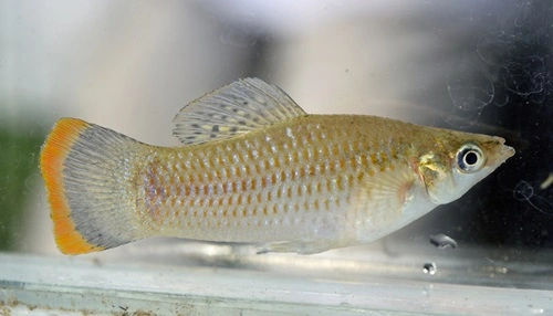 Molly Fish (Poecilia sphenops)