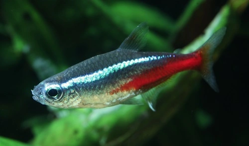 Neon Tetra