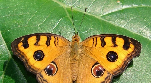 Peacock Pansy (Junonia almana)