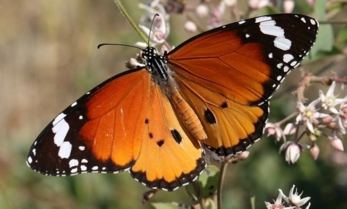 Plain Tiger (Danaus chrysippus)