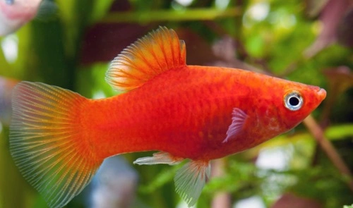 Platy Fish (Xiphophorus maculatus)