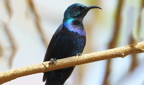 Purple Sunbird (Cinnyris asiaticus)