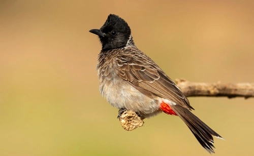 Red-vented Bulbul (Pycnonotus cafer)