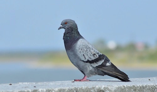 Rock Pigeon (Columba livia)