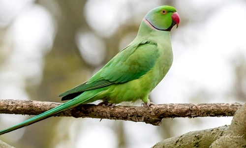 Rose-ringed Parakeet (Psittacula krameri)