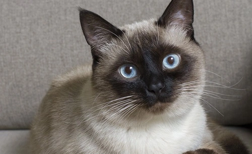 Siamese Cat