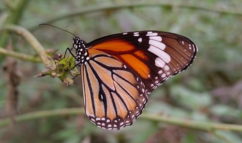 Striped Tiger (Danaus genutia tytia)