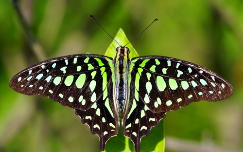 Tailed Jay (Graphium agamemnon)