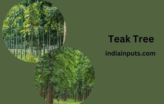 Teak Tree