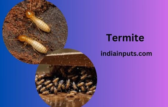 Termite