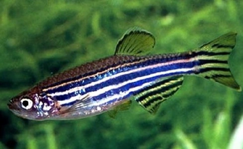 Zebra Danio (Danio rerio)