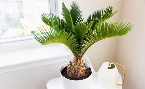 Palm Plant